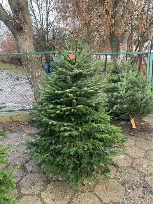 Choinki ciete i doniczkowe.Jodły i świerki