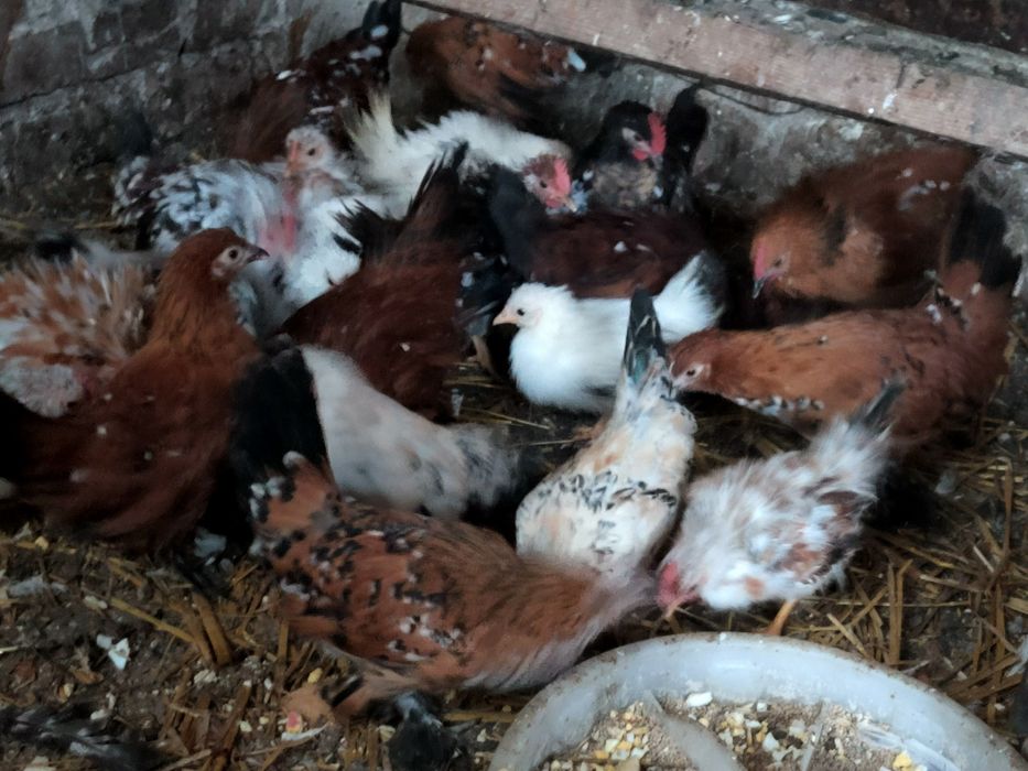 Sprzedam kurczaki sarema i karzełek łapciaty