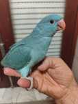 Ring Neck Azul ótimo para PET