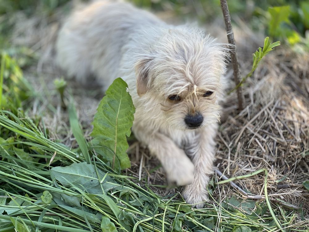 Dorosła wysterylizowana suczka Mops mix