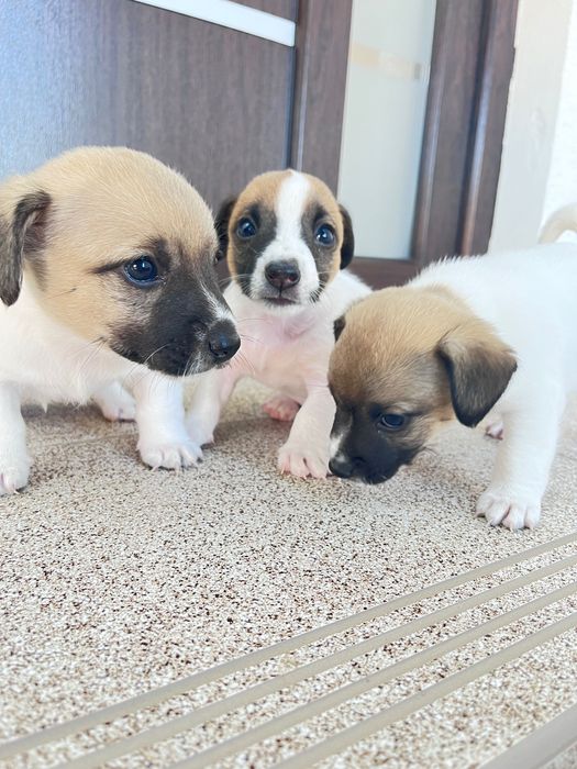 Цуценята Джек Рассел