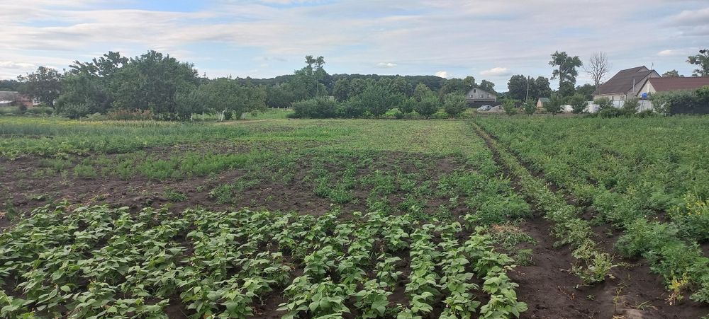 Дві земенельні ділянки під будівництво площею 20 соток