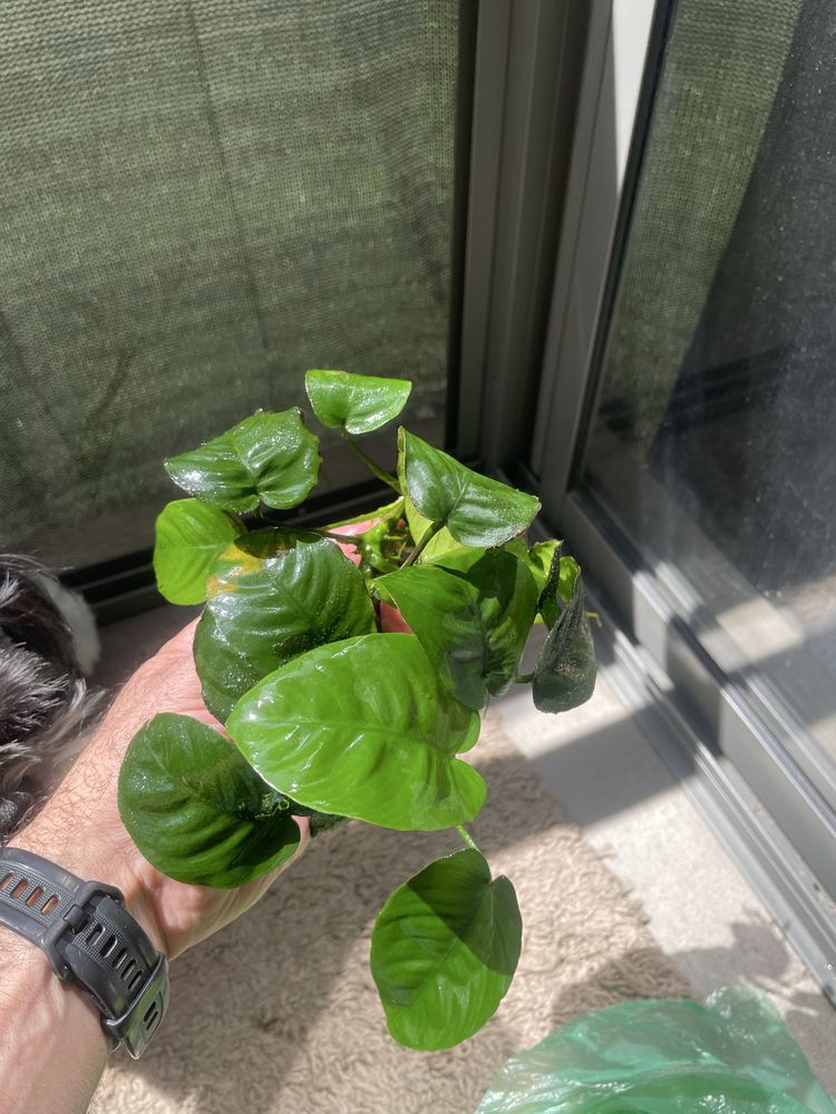 Roslina akwariowa anubias bateri