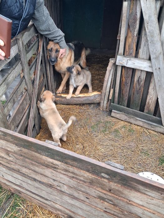 Цуценята в добрі руки