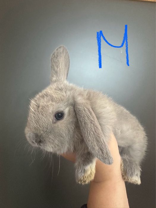 Coelhos mini lop