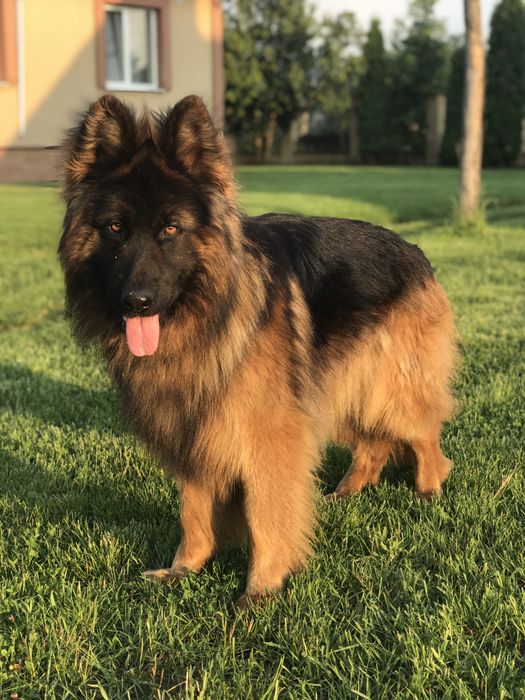 В’язка німецької вівчарки