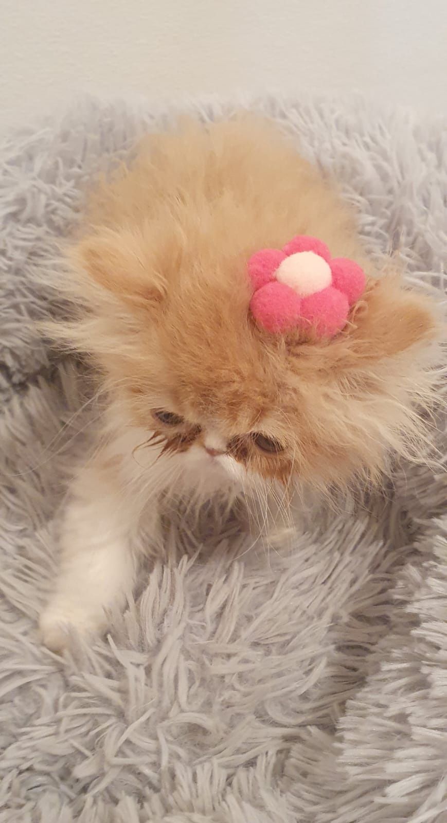 Gatinha persa bebe