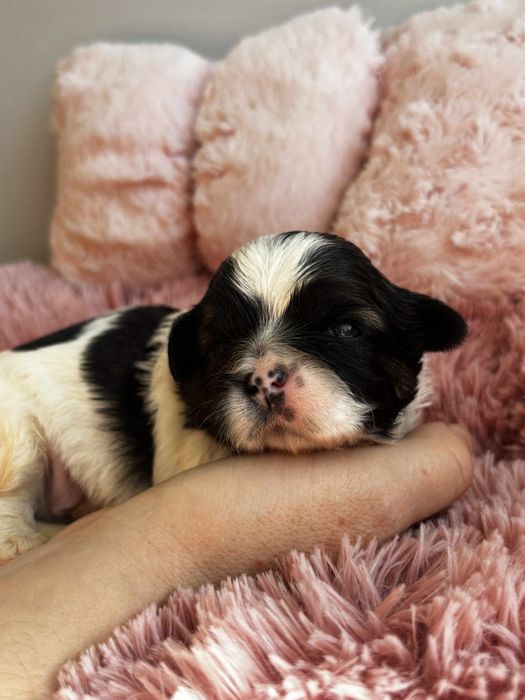 Piesek rasy shih tzu