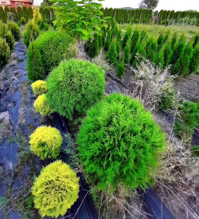 tuja thuja smaragd szmaragd z gruntu 100cm OKAZJA wyprzedaż