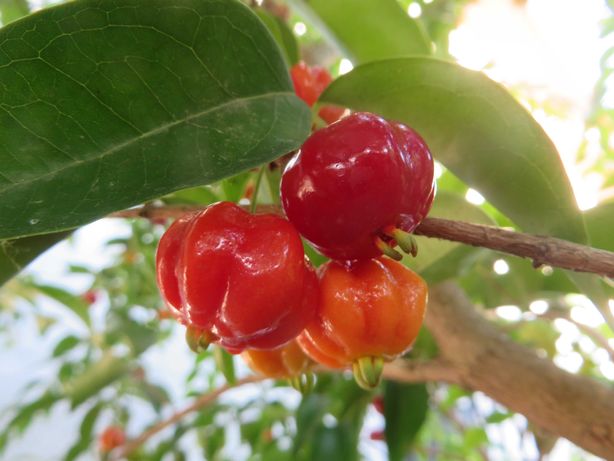 Planta pitangueira vermelha (Eugenia uniflora)