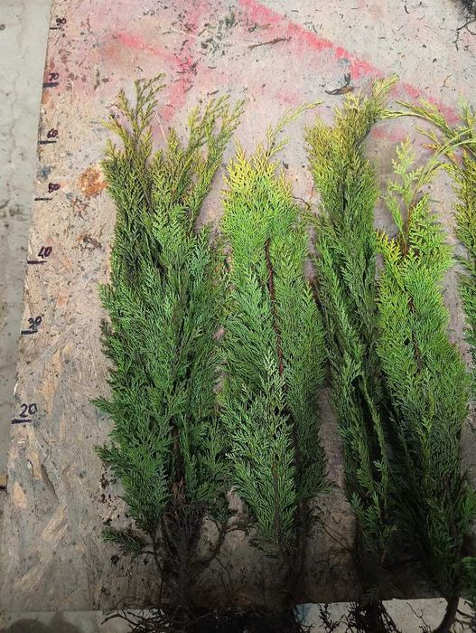 Cyprys Ivonne złoty kolumnowy lawsone 50 cm 70 cm. Żywopłoty