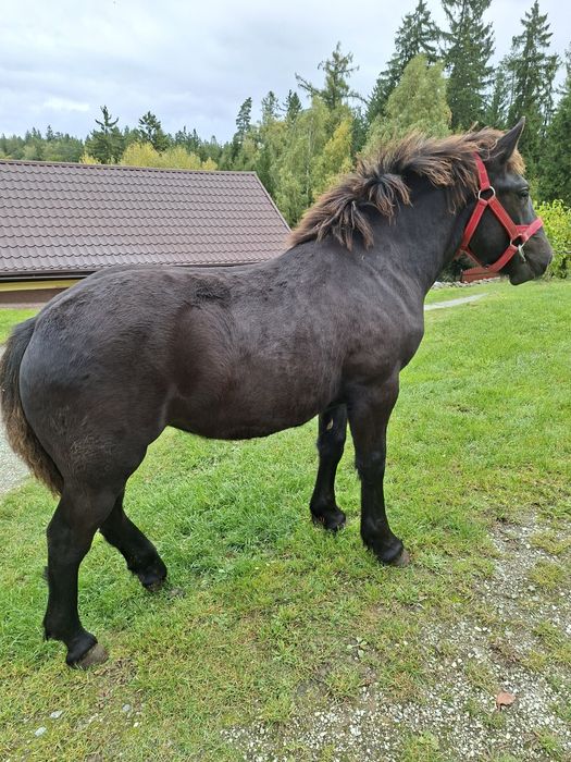 Sprzedam zrebice zimnokrwistom