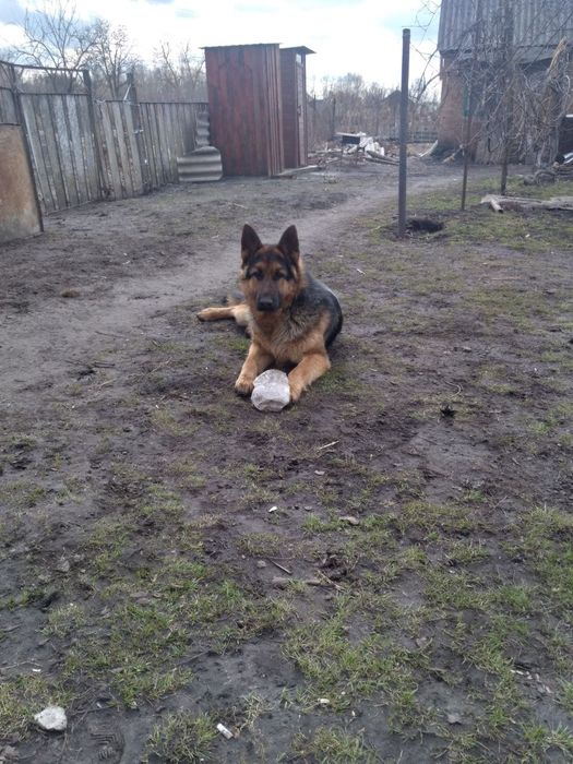 Німецька вівчарка