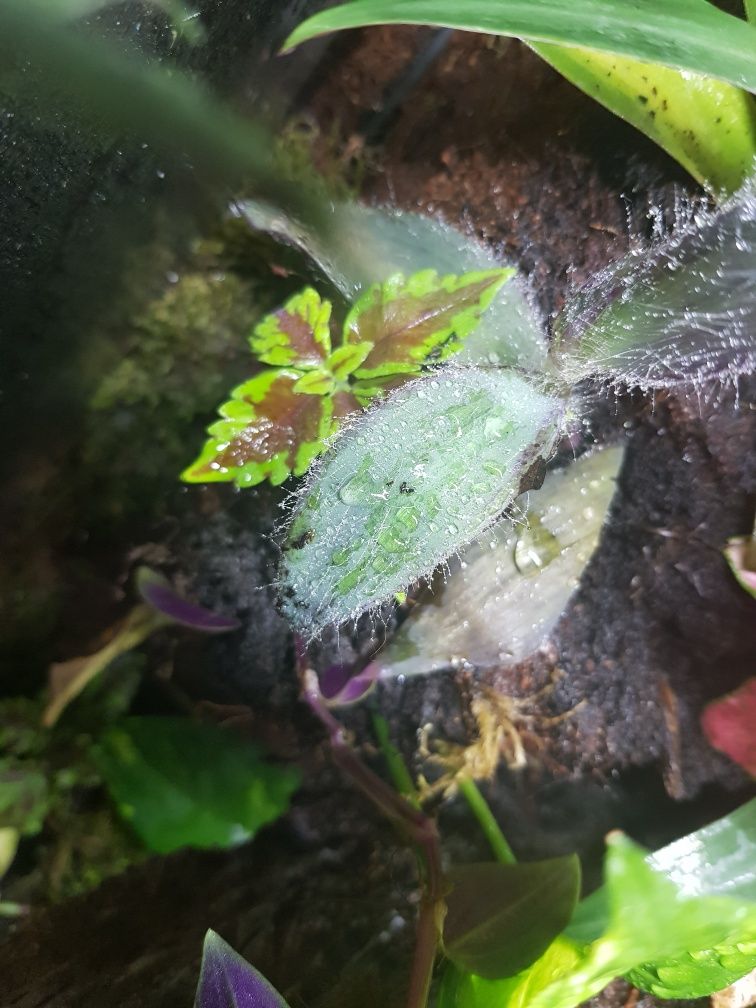 Terrarium dla gekona orzęsionego