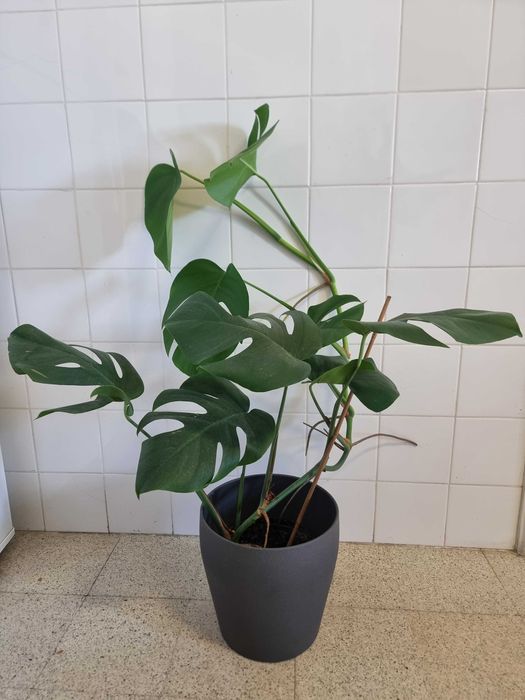 Monstera natural