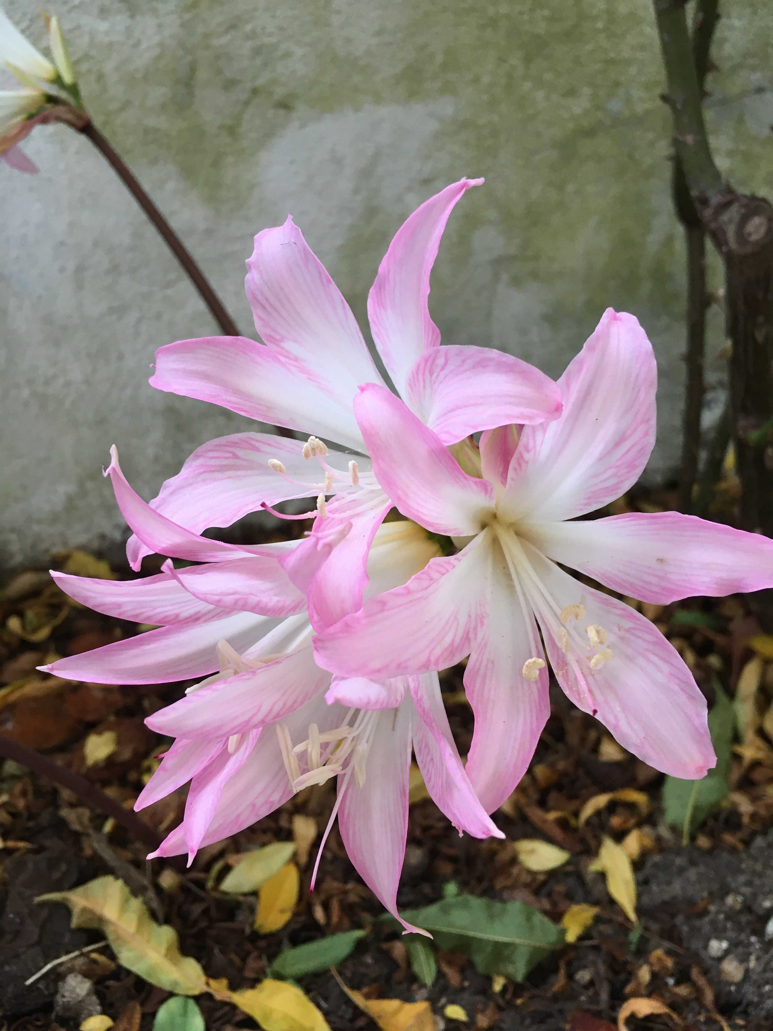 Flor de Amaryllis Belladona, bolbos Setembrina, açucena d S.Miguel