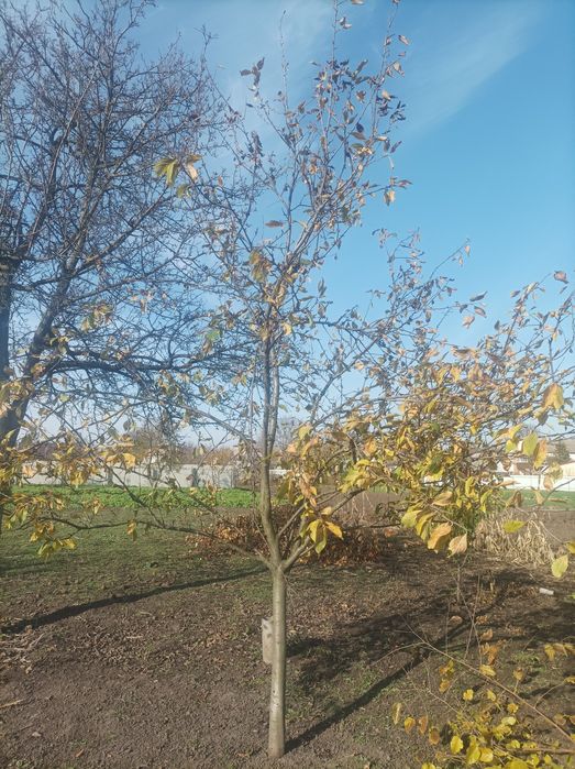 Розчищення дерев