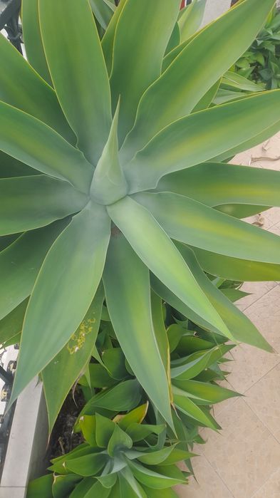 Agave com 1 m de largura