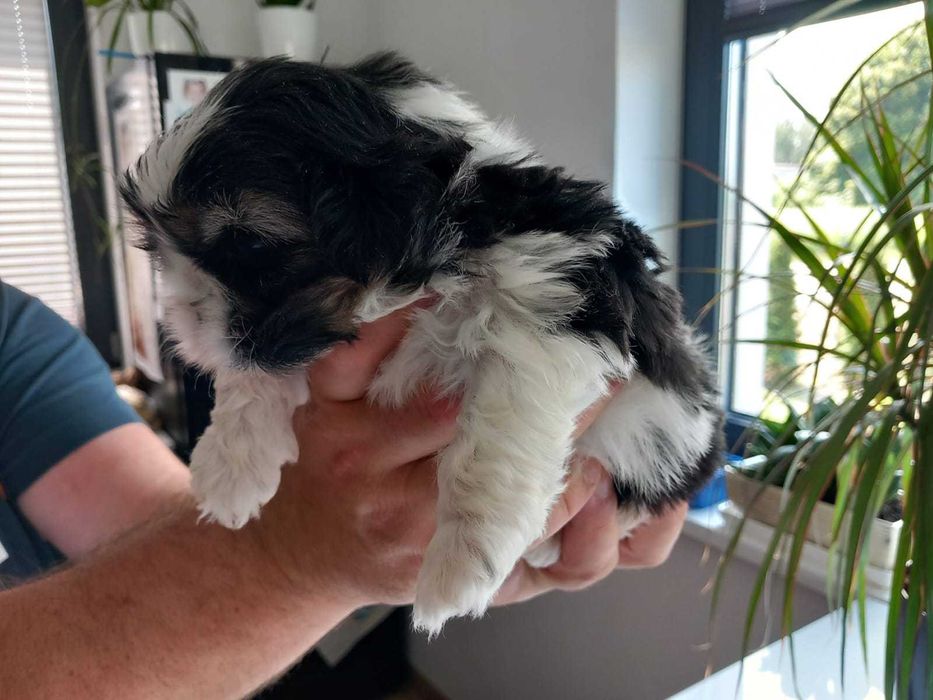 Sprzedam śliczną suczkę Shih tzu