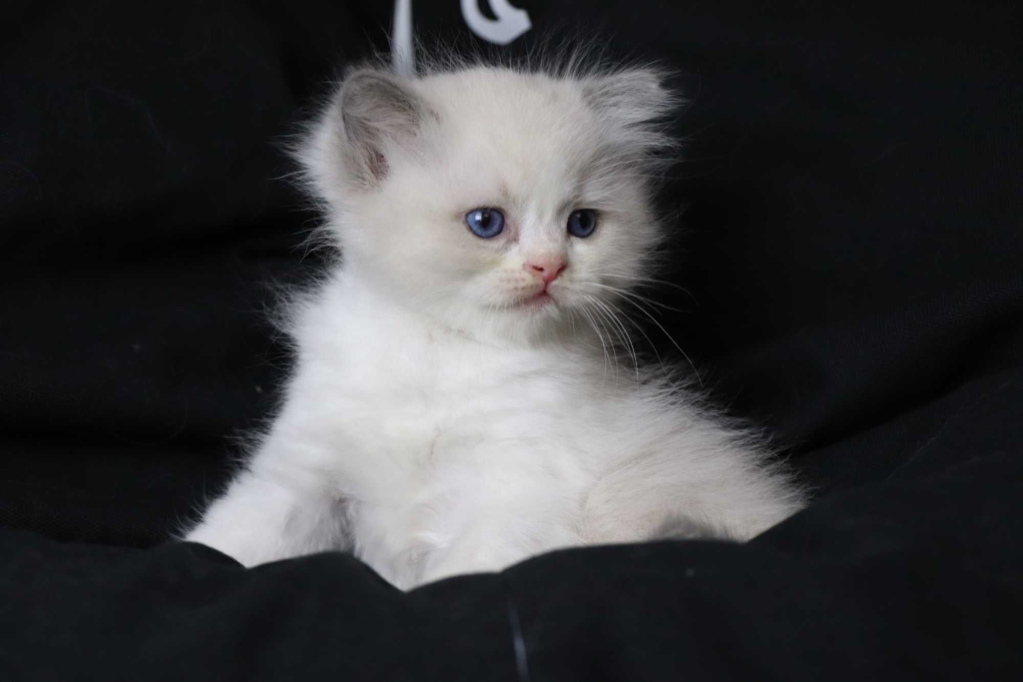 kociakk rasy ragdoll