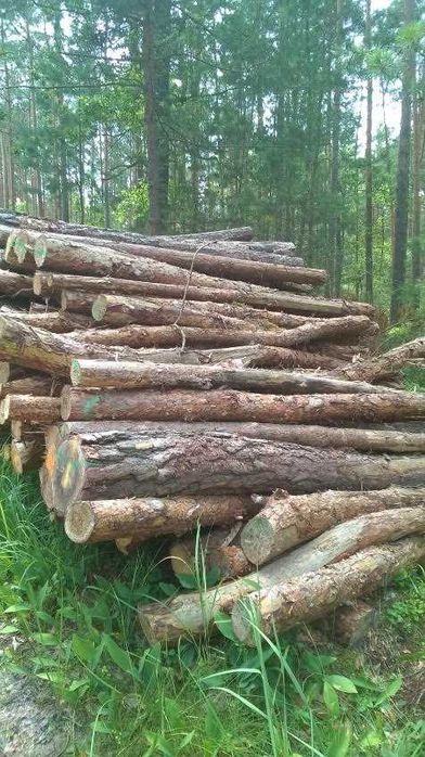 drewno opałowe sosna - posusz