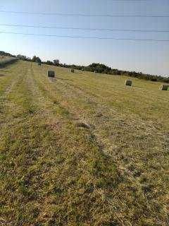 sprzedam siano w balach z 2025 tanio