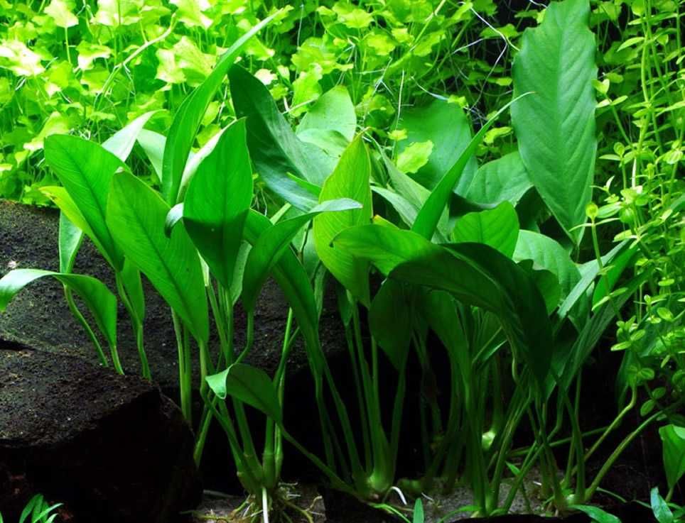 Anúbias Barteri Gigantea Nana Mini Lanceolata - plantas fáceis - Neons