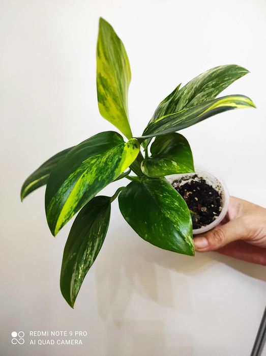 Монстера Стандлиана елоу