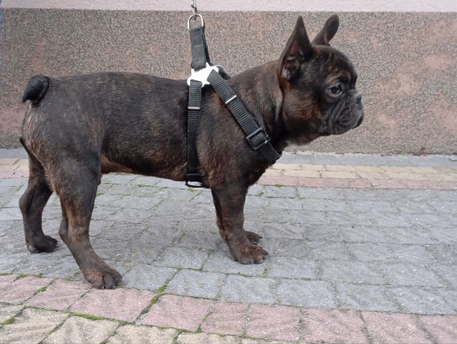 Bulgog Francuski Pies