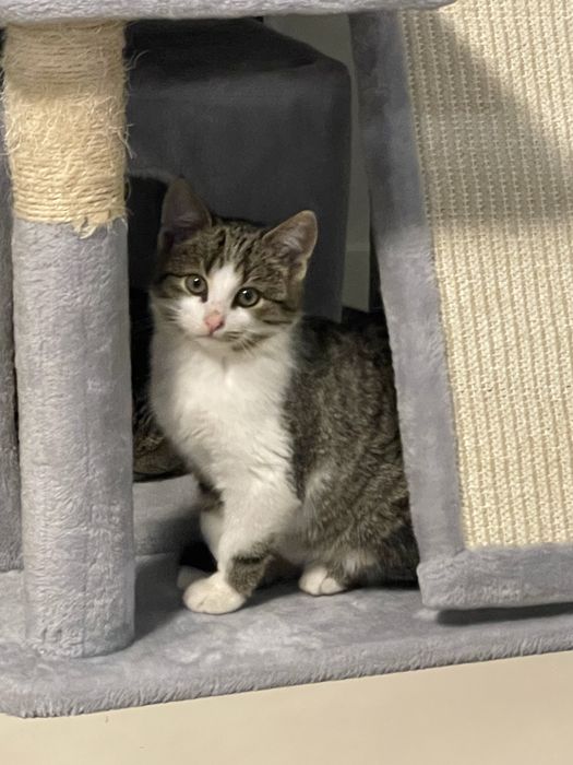 Sliczne male kotki do adopcji w Bydgoszczy i okolicach