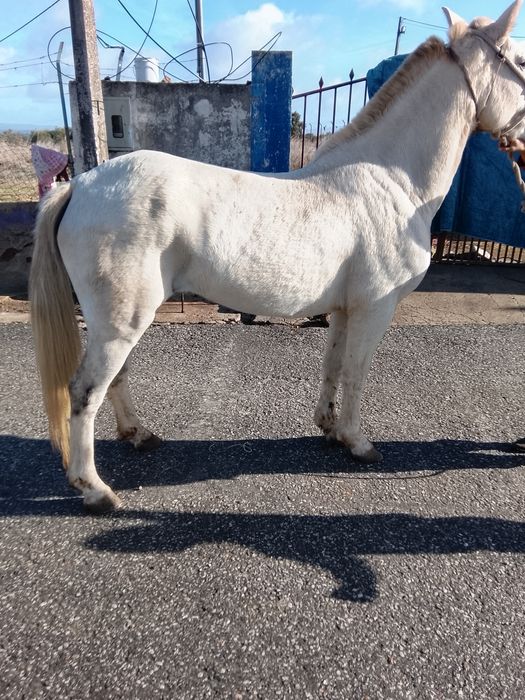 Vendo ou troco muito lindo