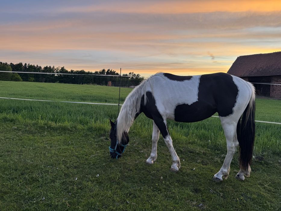klacz srokata , ojciec APH, matka Sp