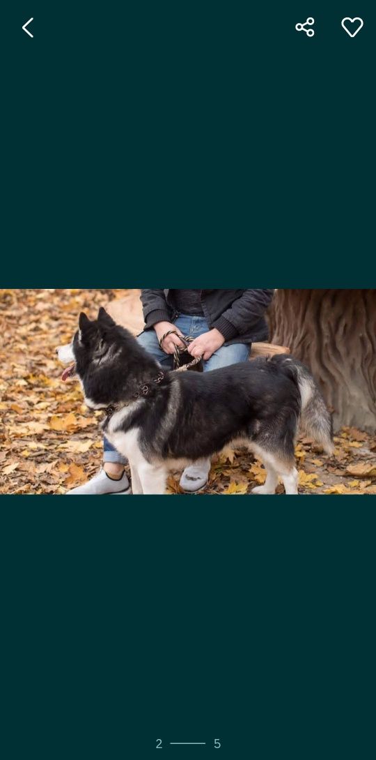 Сибирский хаски отдам в хорошие руки  хорошому хозяину