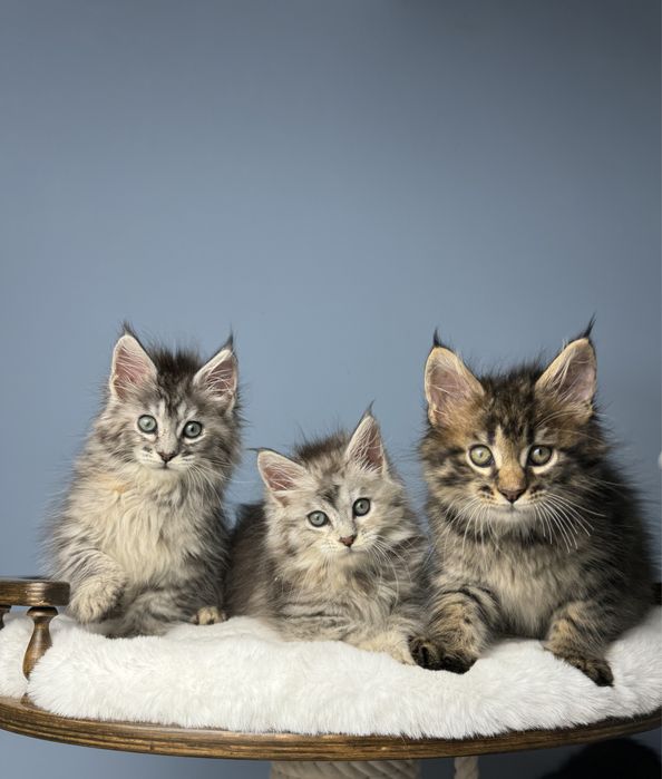 Котята медвежата мейн кун крупная линия 1.5 месяца девочки