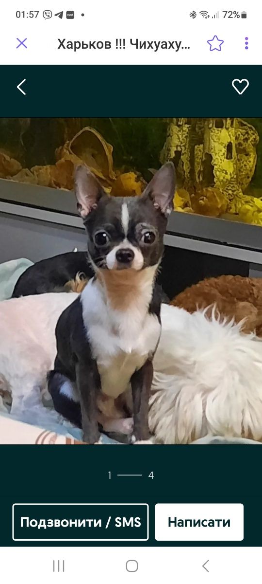 Sprzedam małego chihuahua!
