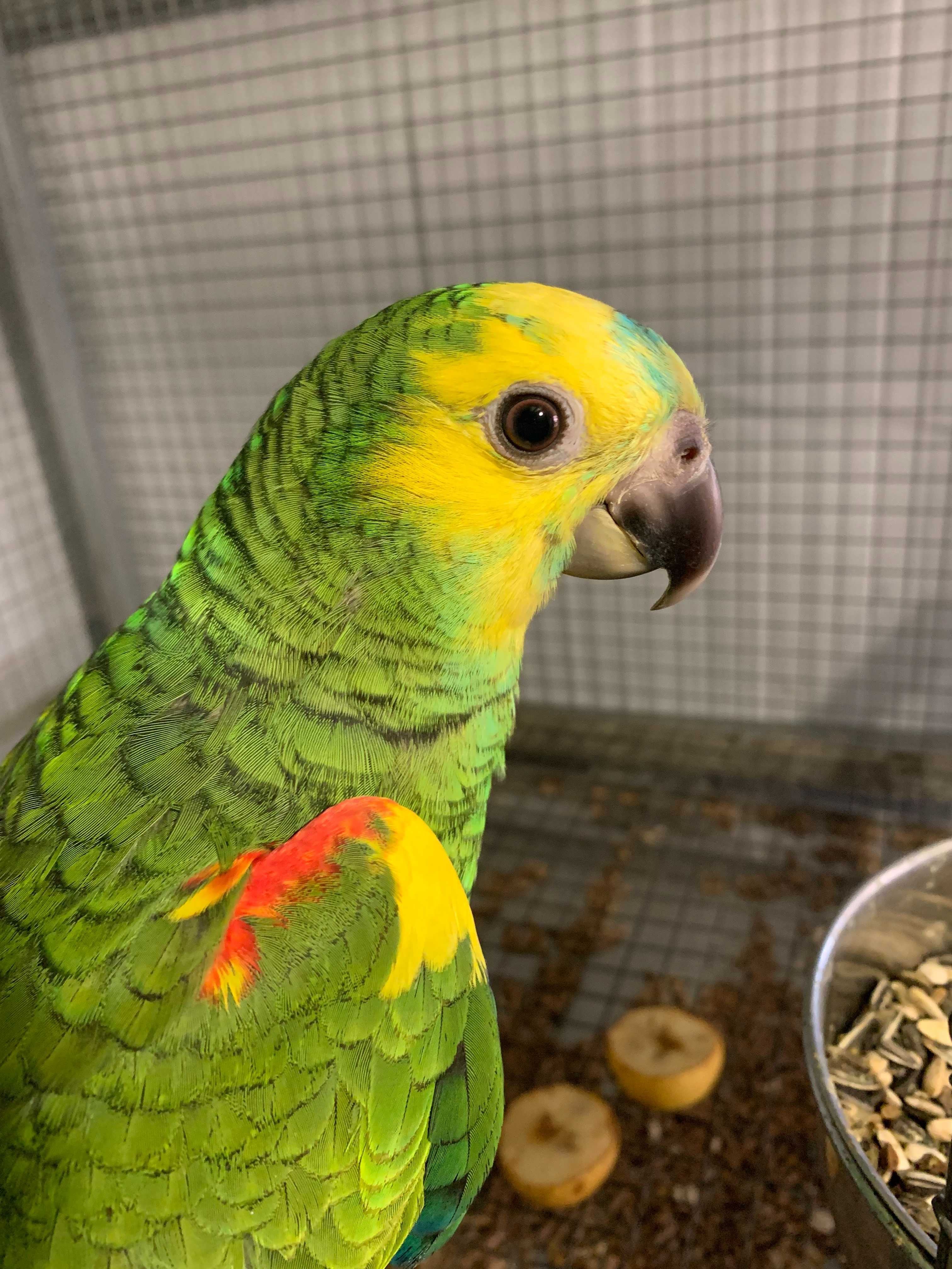 Amazona Aestiva Fêmea
