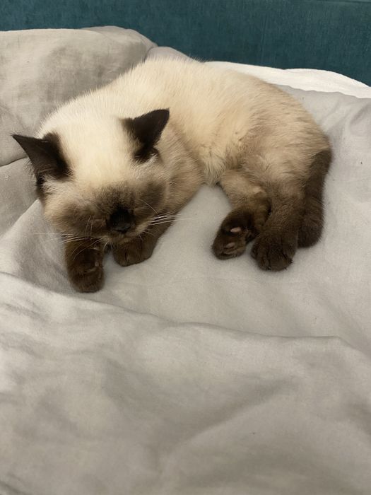 Британське кошеня