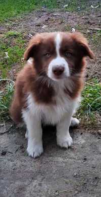 Border Collie czekoladowo-biały