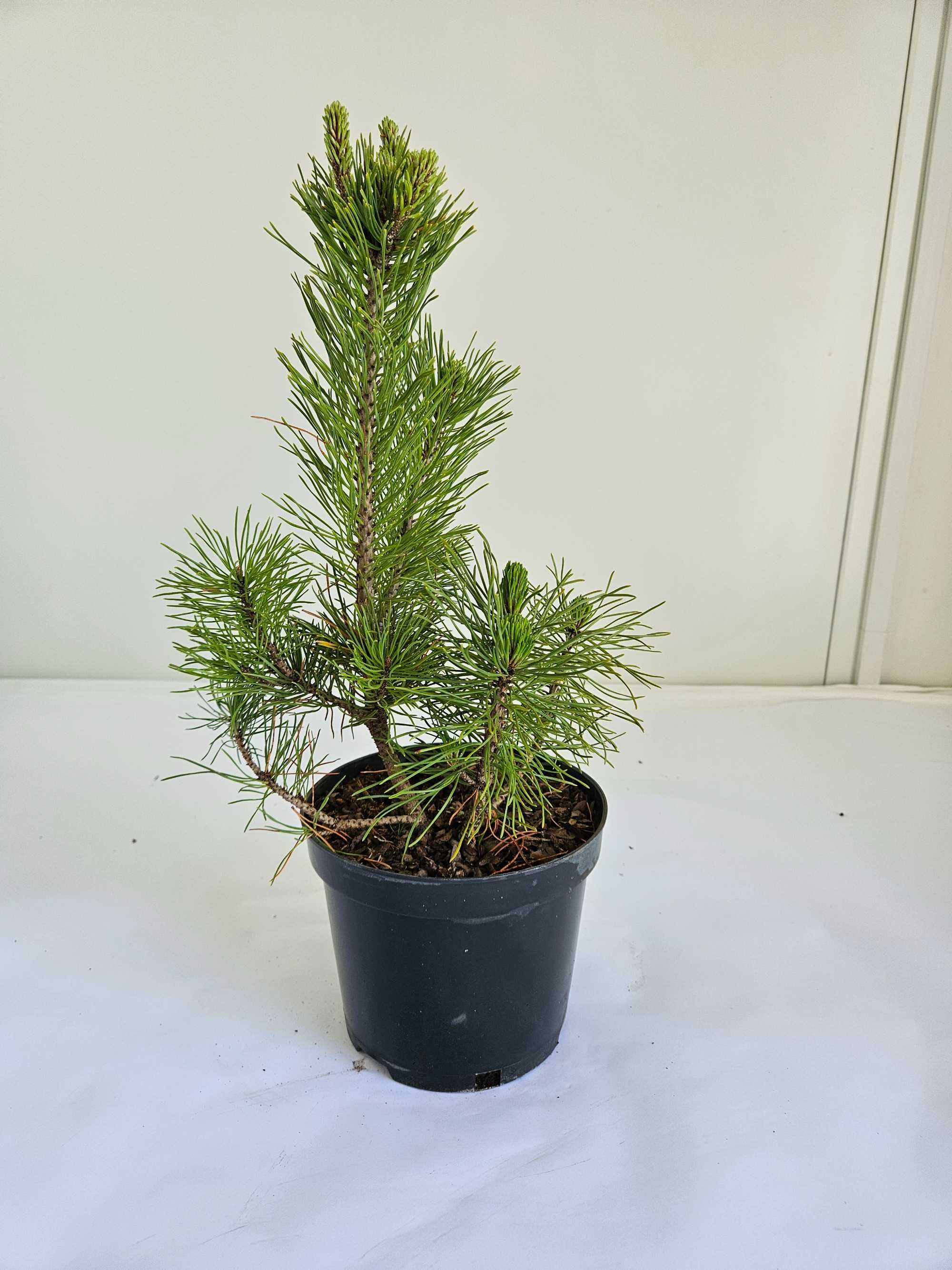 Kosodrzewina 'Pumilio' (Pinus mugo 'Pumilio')