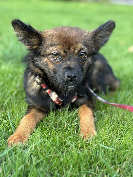 Maleńka kruszynka przeżyła tak wiele adoptuj