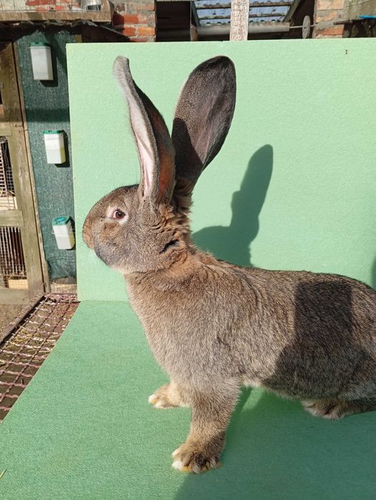 Sprzedam samczyki Belgijski olbrzym szary BOS