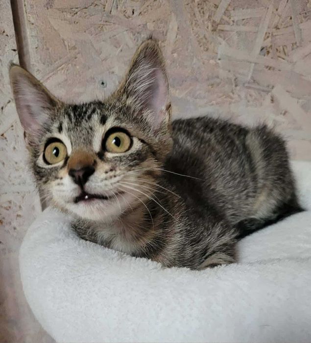 Mish i Mash wyjątkowe kociaki szukaja domu