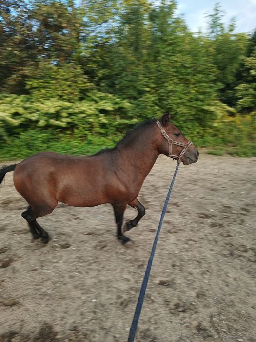 Koń na sprzedaż 6lat