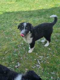 Suczka szczeniak po border collie