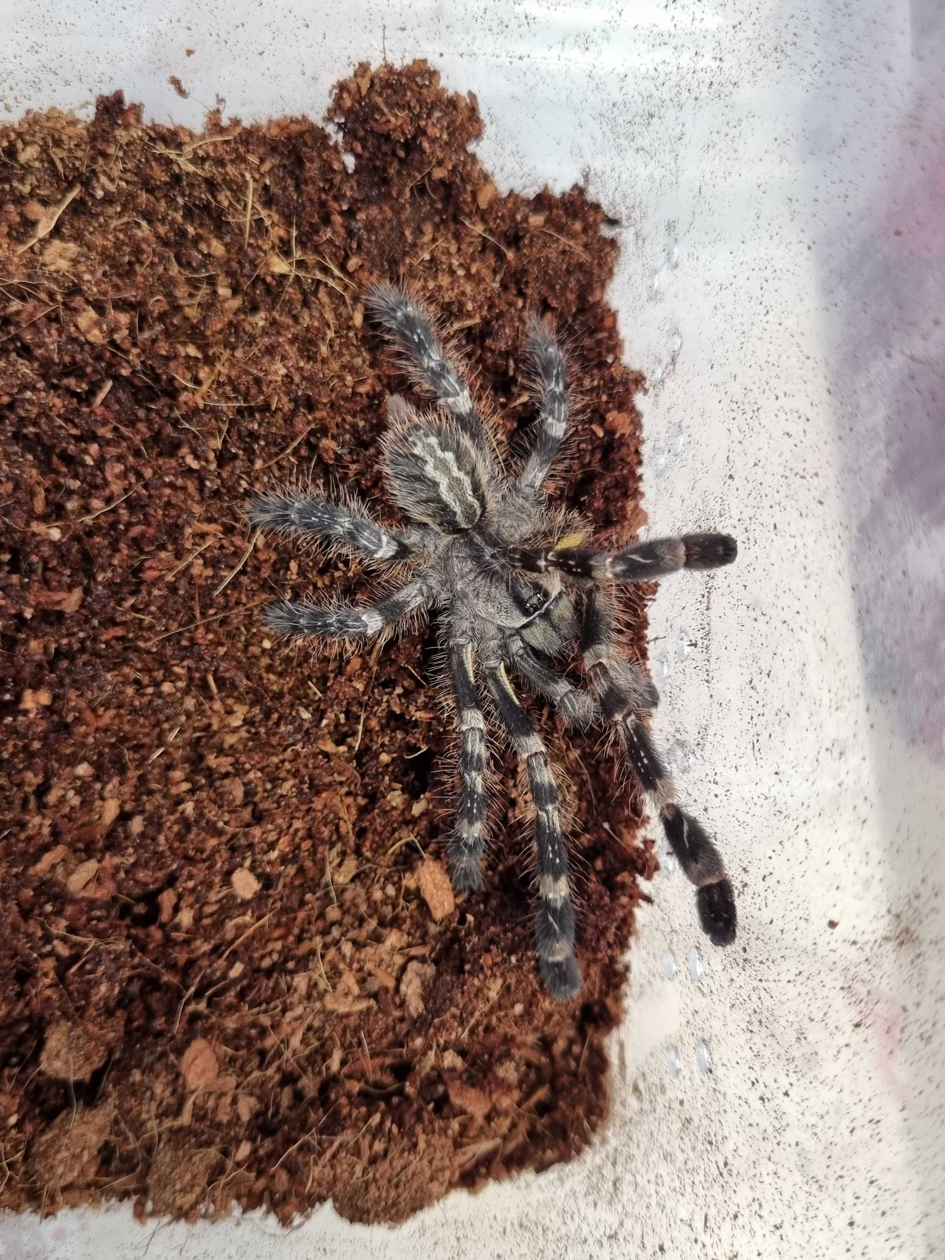 Ptasznik Poecilotheria regalis samica | pająk | Petmarket