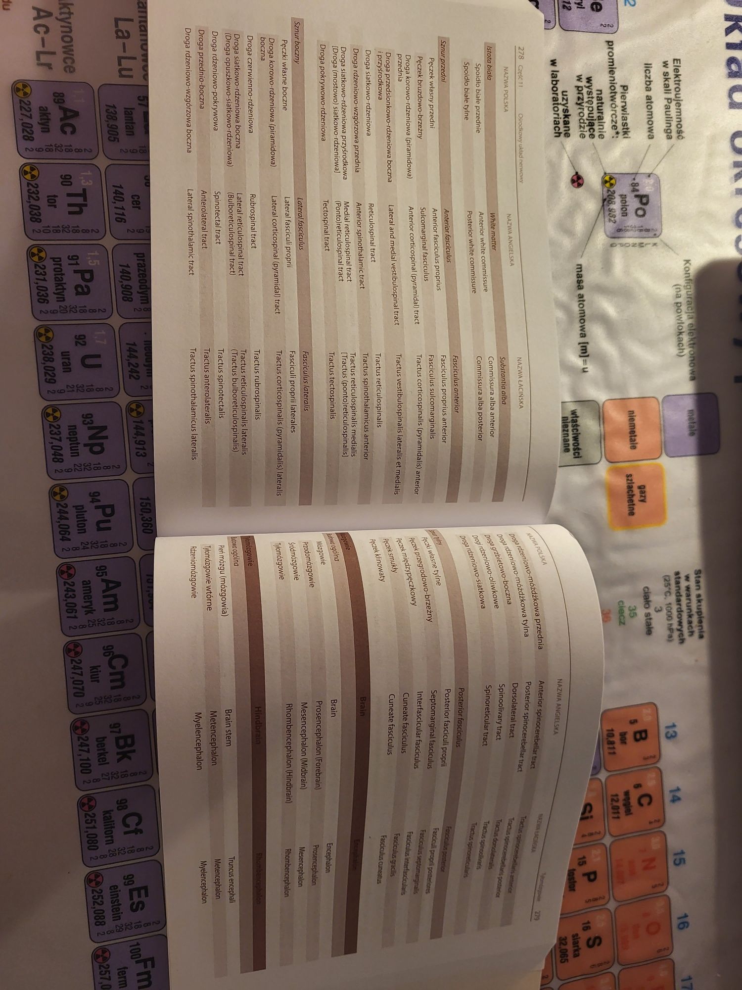 Mianownictwo anatomiczne