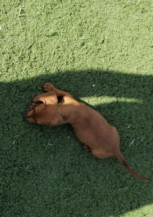 Teckel miniatura castanha