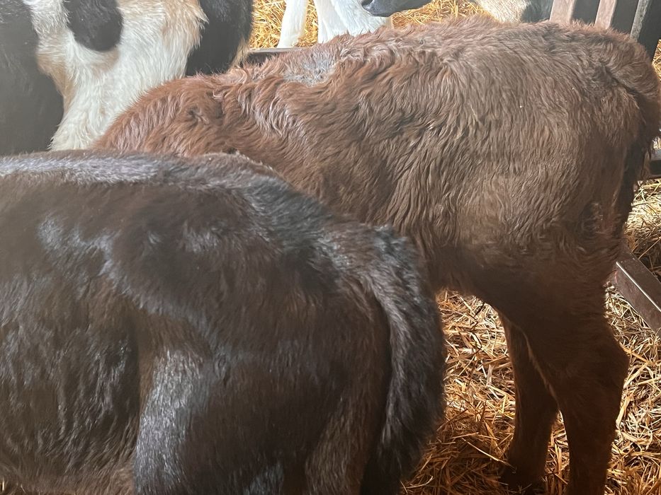 Sprzedam 13 cielat polskich