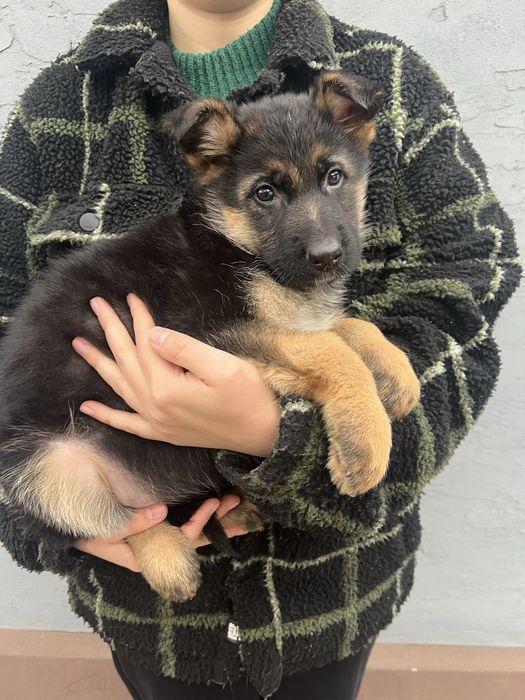 Цуциня німецької вівчарки