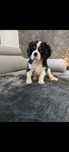 Cavalier King Charles spaniel Tricolor piesek
